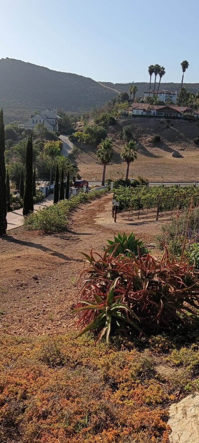 Hilly landscape with dry grass, scattered palm trees, two houses on a slope—one recently updated with repiping—and a pathway lined with greenery under a clear sky.